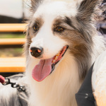 お達者くらぶ～最長寿犬表彰式～