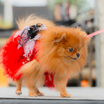 公式PR大使犬福岡予選GP